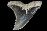 Hemipristis Shark Tooth Fossil - Virginia #96554-1